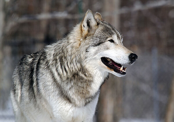 Oberpfälzer Wald - Tierpark Lohberg